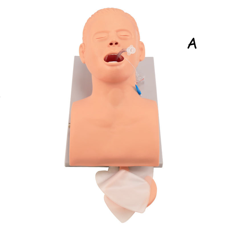 Model nauczania manekina intub – Medical Lab Management recenzja i cena